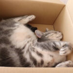 แมวชอบนอนในกล่อง เพราะอะไร