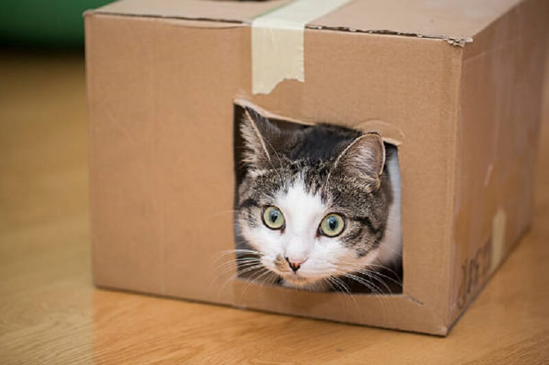 แมวชอบนอนในกล่อง